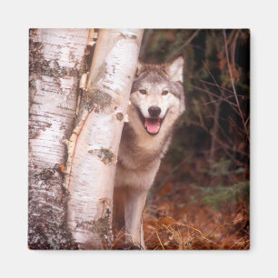 Imán Lobo Gris detrás de un árbol