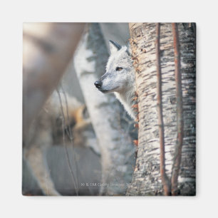 Imán Lobo gris detrás del árbol