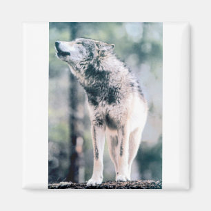 Imán Lobo gris en el parque nacional magnífico de Teto