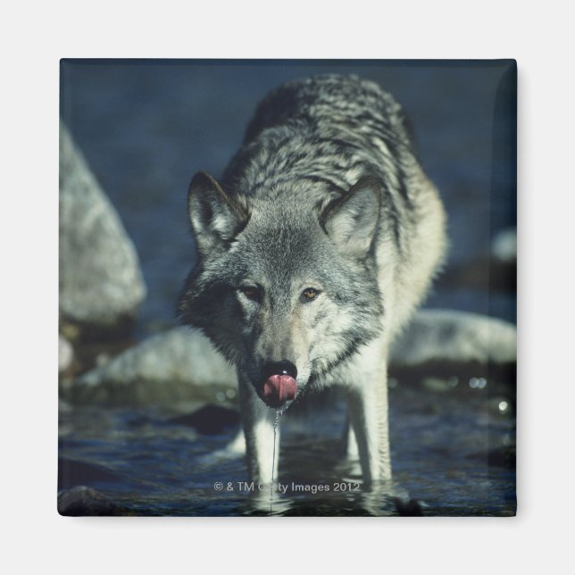 Imán Lobo gris en otoño bebiendo (Frente)