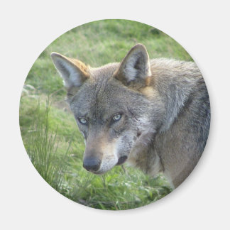 Imán Lobo gris europeo
