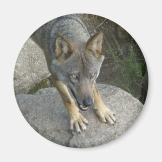 Imán Lobo gris europeo