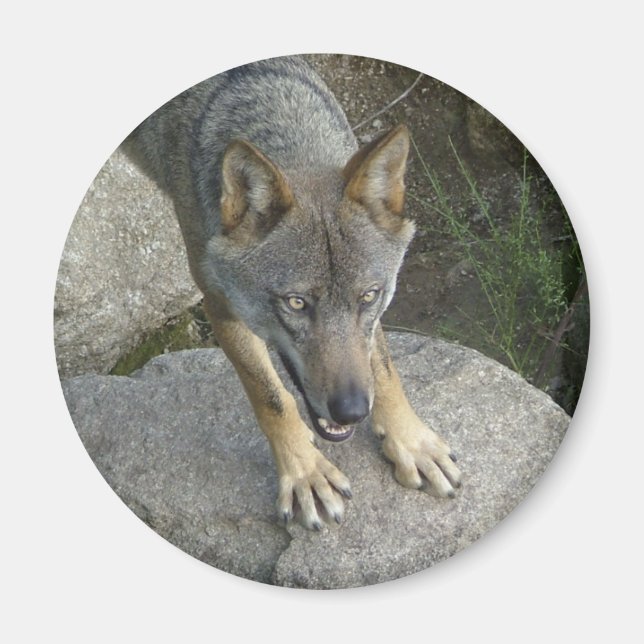 Imán Lobo gris europeo (Frente)