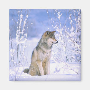 Imán Lobo gris sentado en la nieve, Canis lupus,