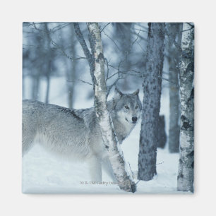 Imán Lobo (lupus de Canis) durante invierno