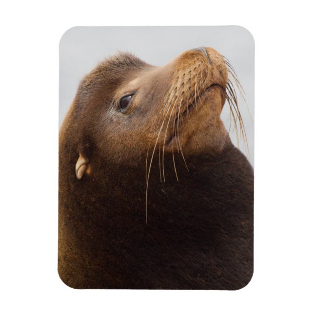 Imán Lobo Marino de California (Vertical)