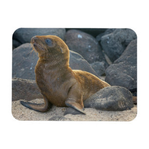 Imán Lobo Marino de Galápagos
