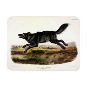 Imán Lobo negro, o lobo norteamericano negro (lupus can