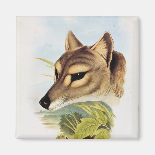 Imán Lobo o tigre de Tasmania (Frente)