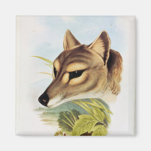 Imán Lobo o tigre tasmano