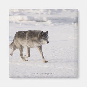 Imán Lobo que corre en la nieve