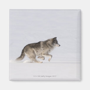 Imán Lobo que corre en la nieve 2