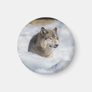 Imán Lobo solitario en la nieve