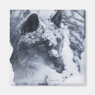 Imán Lobo solitario en nieve