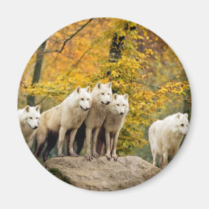 Imán Lobos blancos de Alaska en el bosque
