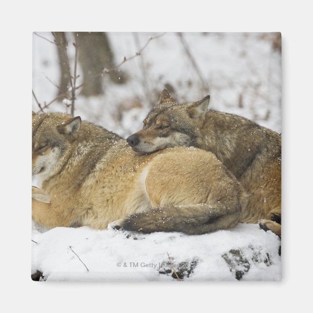 Imán Lobos en la madera bawariana (Frente)