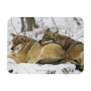 Imán Lobos en la madera de Bawarian