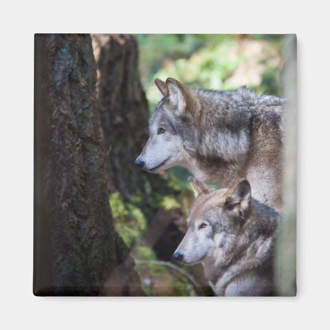 Imán Lobos grises (Frente)