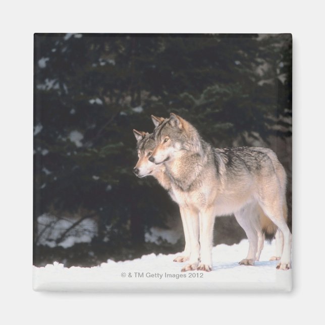 Imán Lobos grises (Frente)