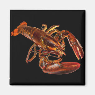 Imán Lobster