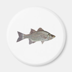 Imán Logo de White Bass