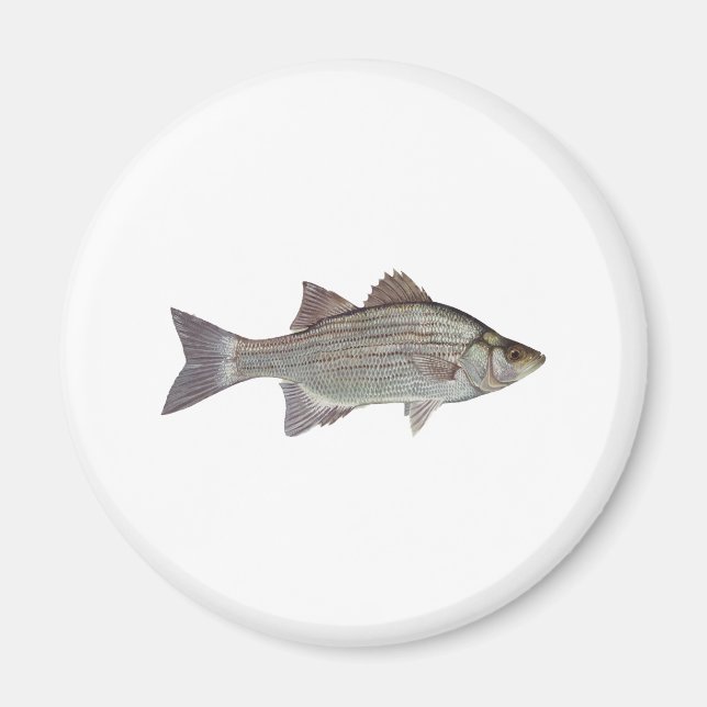 Imán Logo de White Bass (Frente)