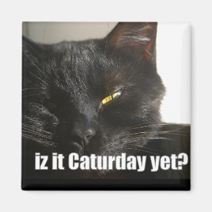 Imán LOLCat 2