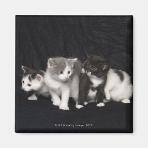 Imán Londres, Inglaterra, Reino Unido 3