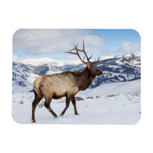 Imán Lone Bull Elk Parque nacional Yellowstone