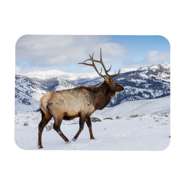 Imán Lone Bull Elk | Parque nacional Yellowstone (Horizontal)