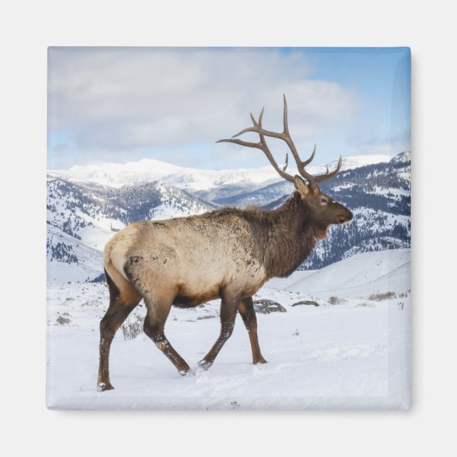 Imán Lone Bull Elk | Parque nacional Yellowstone (Frente)