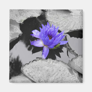Imán Lone Water Lily