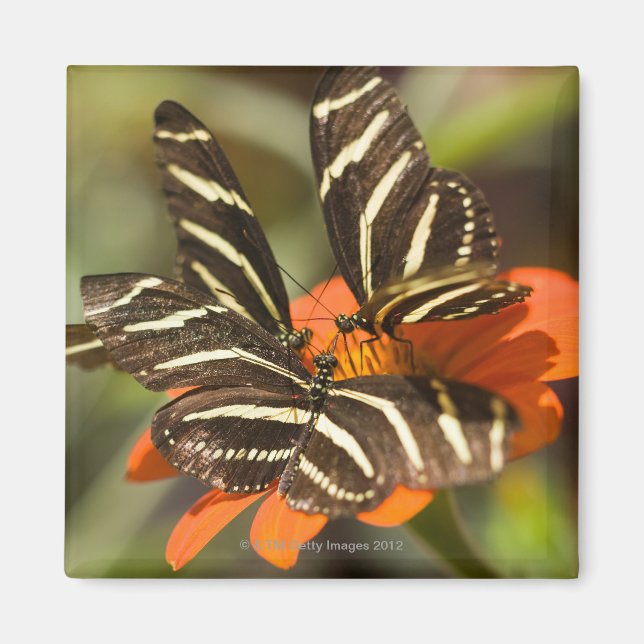 Imán Longwing de cebra (heliconius charitonia) en flor (Frente)