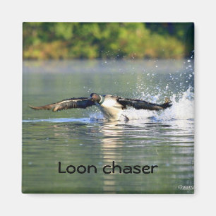 Imán Loon chaser Magnet