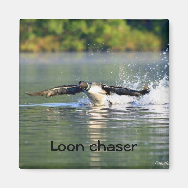 Imán Loon chaser Magnet (Frente)