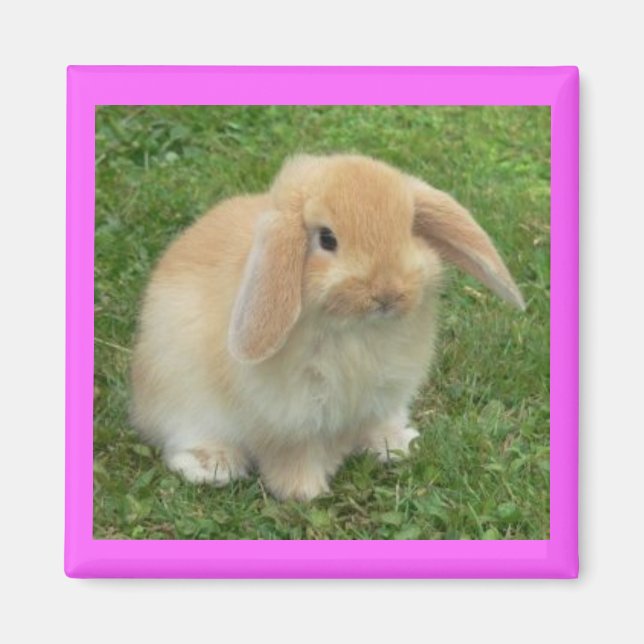 Imán Lop Bunny (Frente)