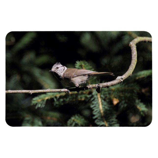 Imán Lophophanes cristatus (Horizontal)