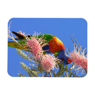 Imán Lorikeet Arcoíris Colorido Comiendo Néctar