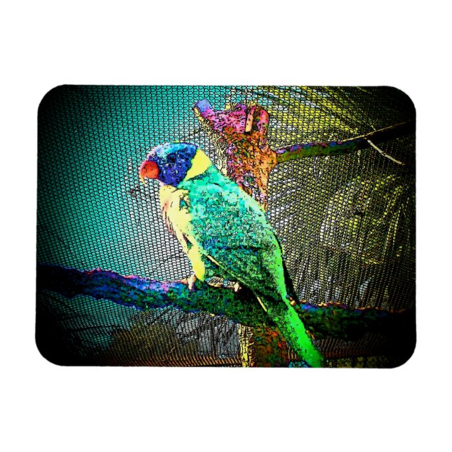 Imán Lorikeet Bird Magnet-Design 2 (Horizontal)