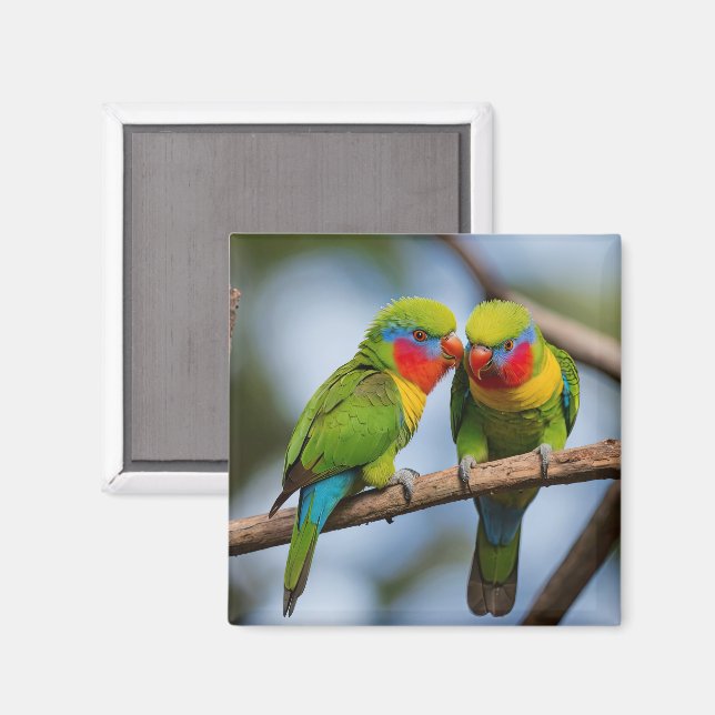 Imán Lorikeets del arco iris (Anverso/Reverso)