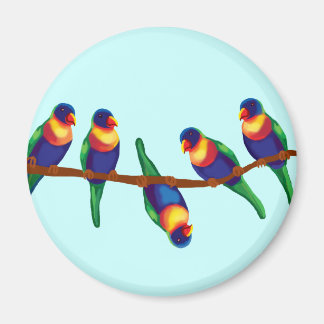 Imán Loriketeros del arcoiris australiano