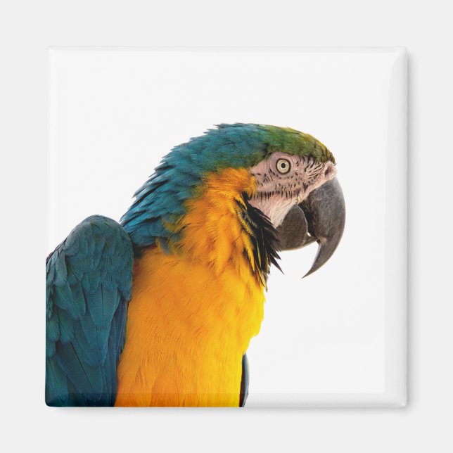 Imán Loro (Frente)