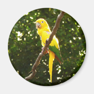 Imán Loro amarillo