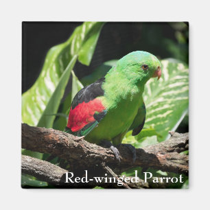 Imán Loro de alas rojas en la médula del árbol