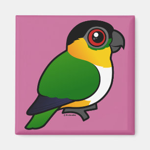 Imán Loro de cabeza negra