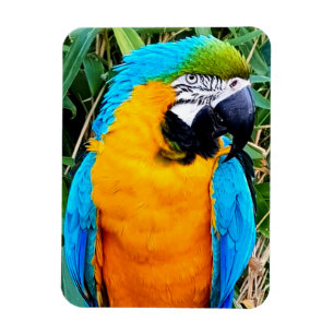 Imán Loro de macao azul y amarillo