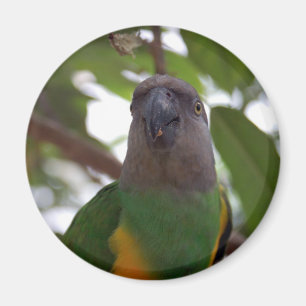Imán Loro de Senegal