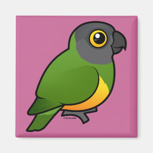 Imán Loro de Senegal