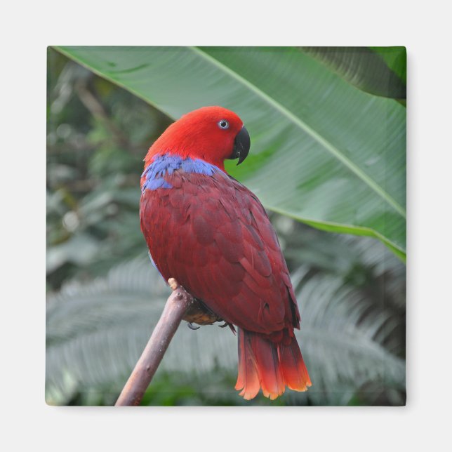 Imán Loro ecléctico rojo (Frente)