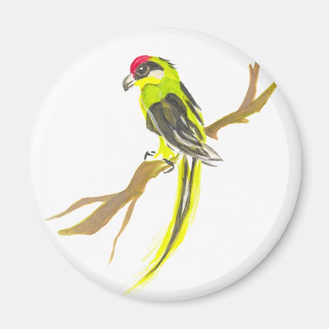 Imán Loro en una rama. Pintura acuarela. (Frente)